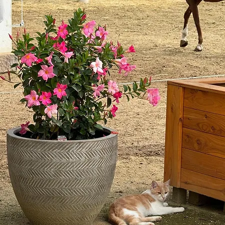 Ferien Auf Dem Pferdehof Hulben