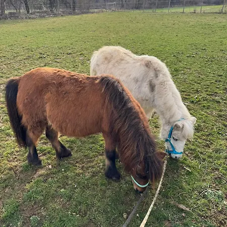 Ferien Auf Dem Pferdehof *